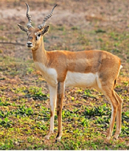 Chinkara-deer1